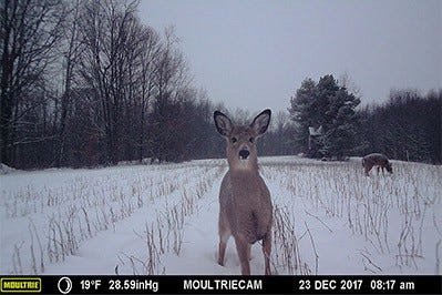 Deer Captured on Moultrie Game Camera in the Snow 