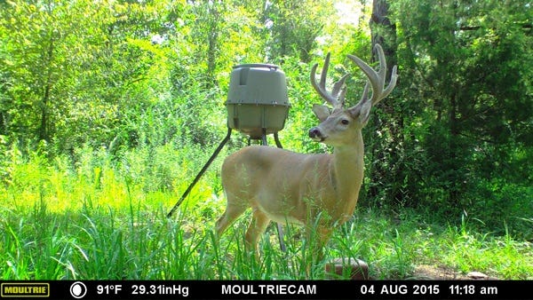 Buck Grazing Next to Moultrie Deer Feeder