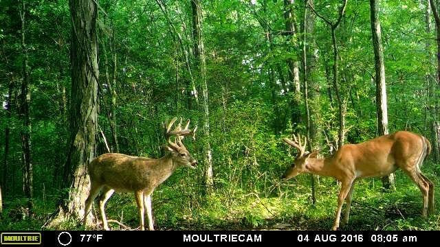 Two bucks in the woods
